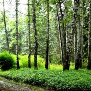 Dendropark- botanical garden